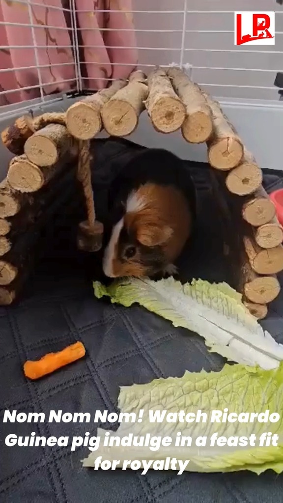 Watch as our beloved guinea pig nibbles on flavorful carrots and crunchy lettuce. The reel is a sheer delight to watch as our guinea pig is enjoying the royal feast. #LuftPets #guineapig #guineapiglove #guineapiglife #guineapigcage #guineapigmom #guineapigbedding #bunniesofins…