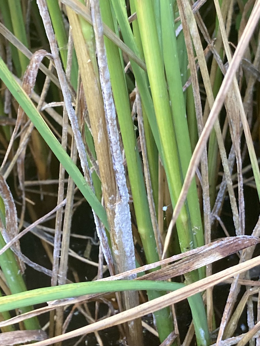 DoolanStacey's tweet photo. @CKMonty Still trying to work out what’s going there as there is a degree of mildew on the base of plants https://t.co/ZpjkFnc3kq