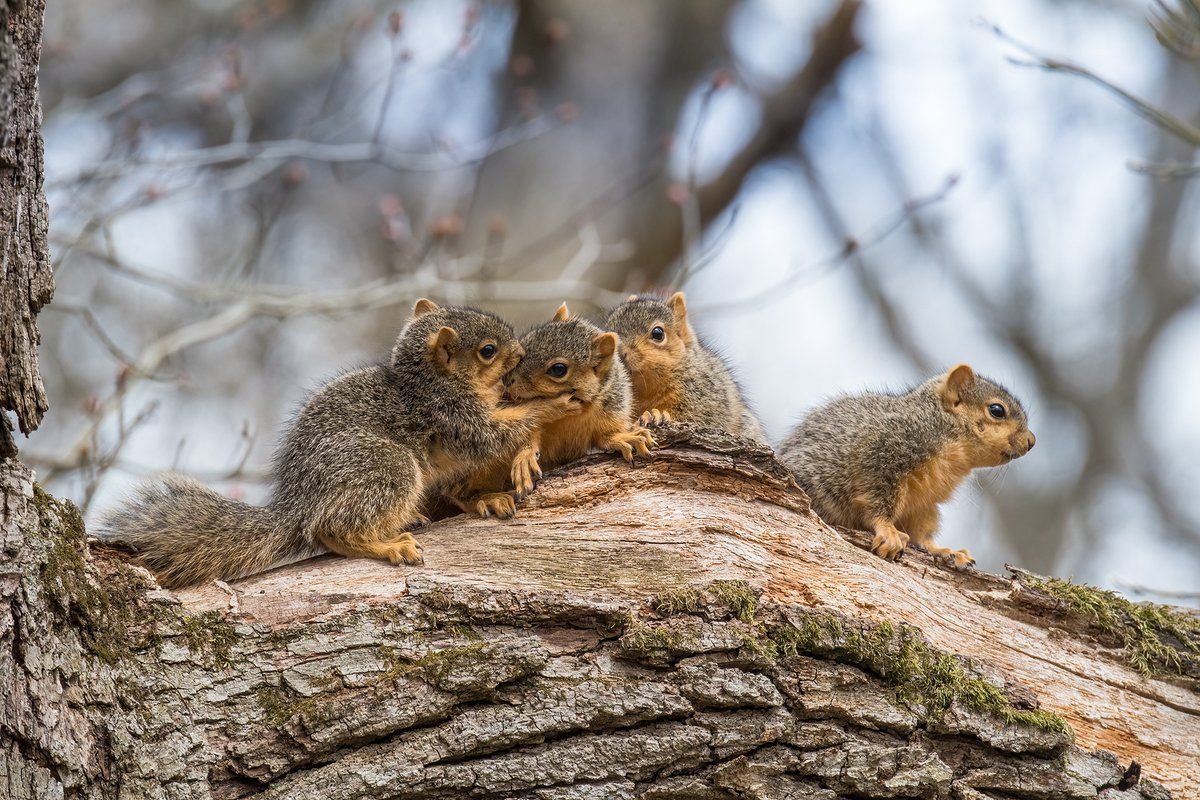 Scenes of the Wild tweet media