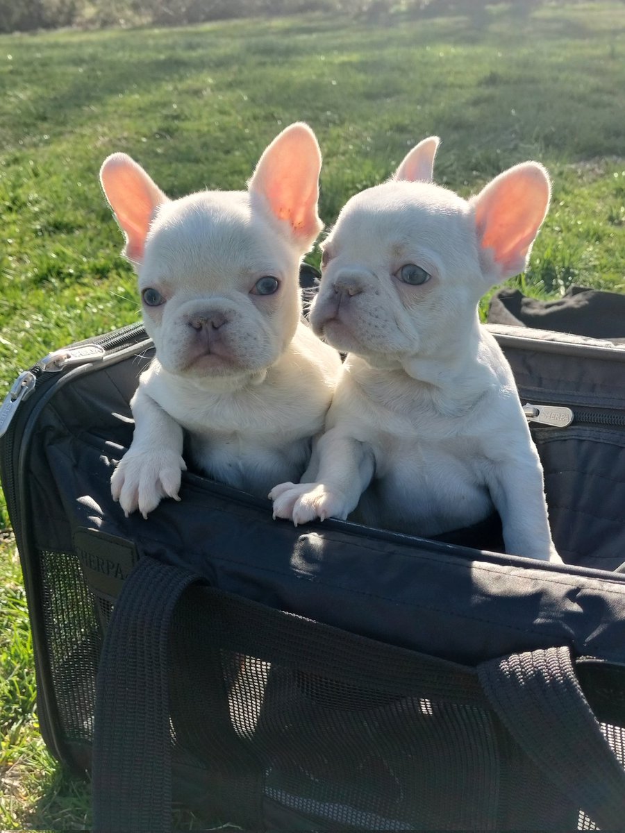Double Trouble 😩😍....
instagram.com/bulldogz_by_ra…