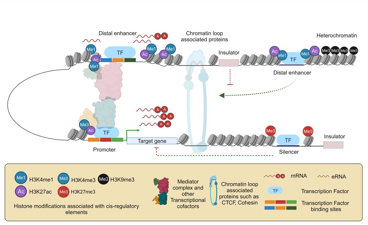 Greg Jude Dsilva (@dsilvagreg) on Twitter photo Sharing our latest review! We delve into the cis-regulatory elements, especially enhancers, and their "grammar" which ultimately shapes the spatiotemporal gene expression across species.<a href="/SanjeevSaGa/">Sanjeev Galande</a> @iascbng #jbsc Link: link.springer.com/article/10.100… Sharing our latest review! We delve into the cis-regulatory elements, especially enhancers, and their "grammar" which ultimately shapes the spatiotemporal gene expression across species.<a href="/SanjeevSaGa/">Sanjeev Galande</a> @iascbng #jbsc Link: link.springer.com/article/10.100…