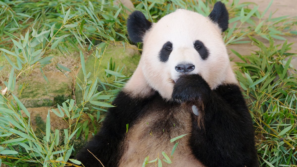 おはようございます！ 3月20日は【#上野動物園開園記念日】 日本で最も古い歴史のある動物園で パンダ🐼のイメージがつよいですが 1882年開園当初は水牛・猿・鷲などが人気者だったとか 現在は希少動物を含む500種あまりが飼育されているそうです コウモリのいる「夜の森」が好きです🦇🥰