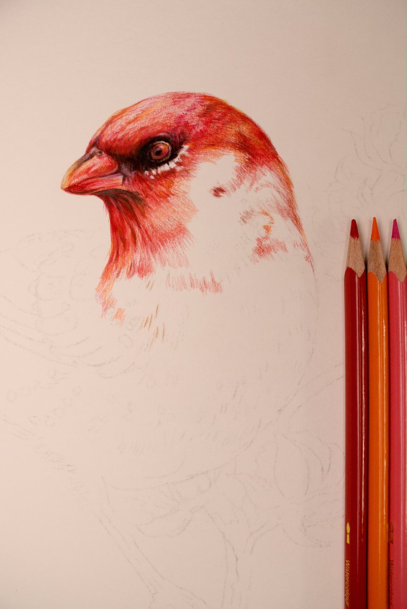 From my online demo session. Session One.
WIP. Red Avadavat Male (Amandava amandava)! #bengaluru #BirdTwitter #art #naturelovers #IndiAves #illustration #birdart #natureart #wildlifeart #indianartist #ArtistOnTwitter #ArtistOnX #TwitterNatureCommunity #Karnataka #PencilDrawing
