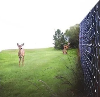 unbelievable deer photos (@believabledeer) on Twitter photo 