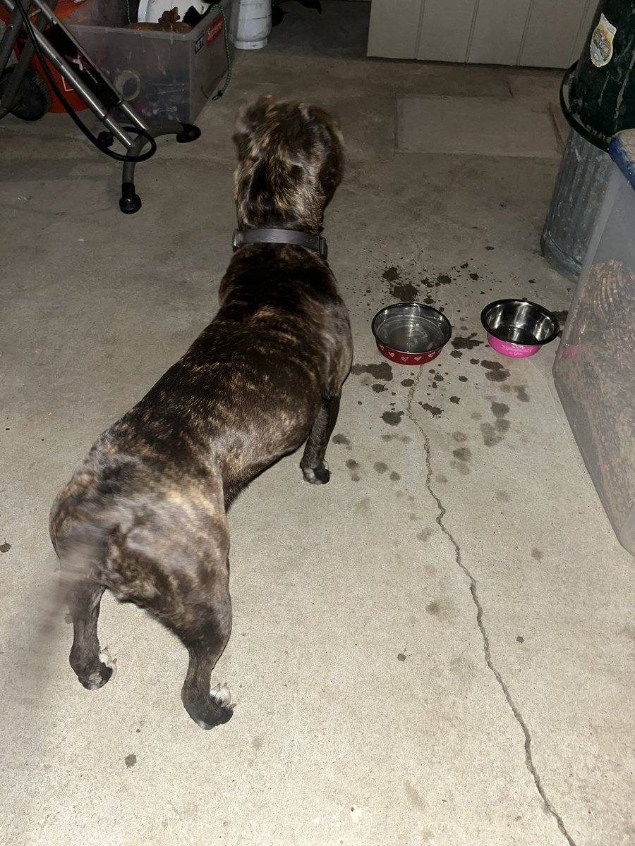 Anyone missing a Female Brindle Dog in the Norco (I.E area) ? Super sweet, has a collar but no ID tag.