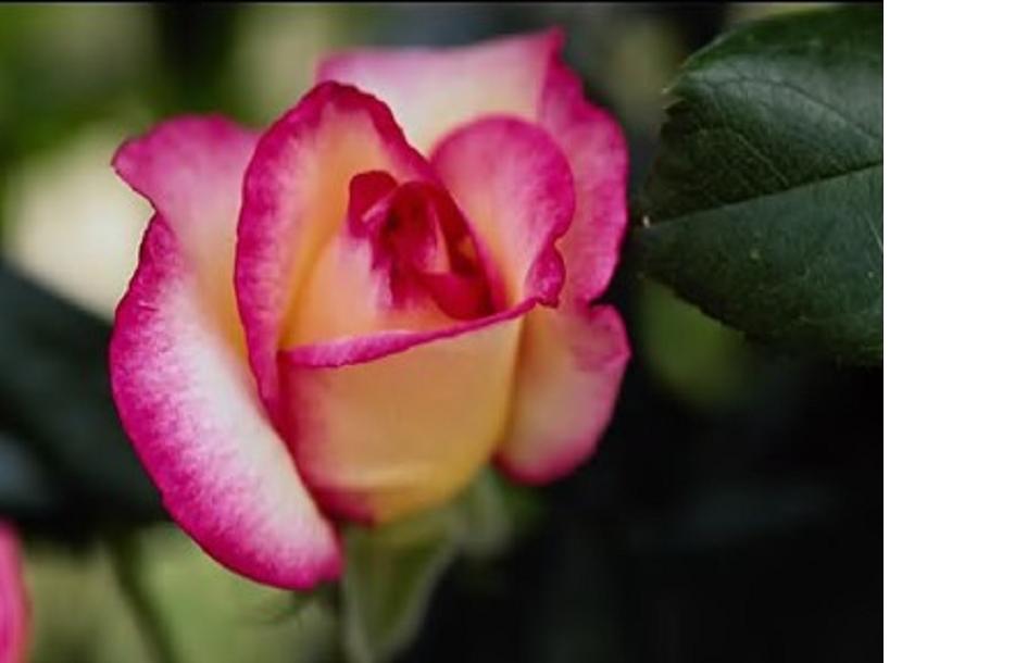 Bonjour monde virtuel !
belle semaine à tout le monde !
😘😘😘😘