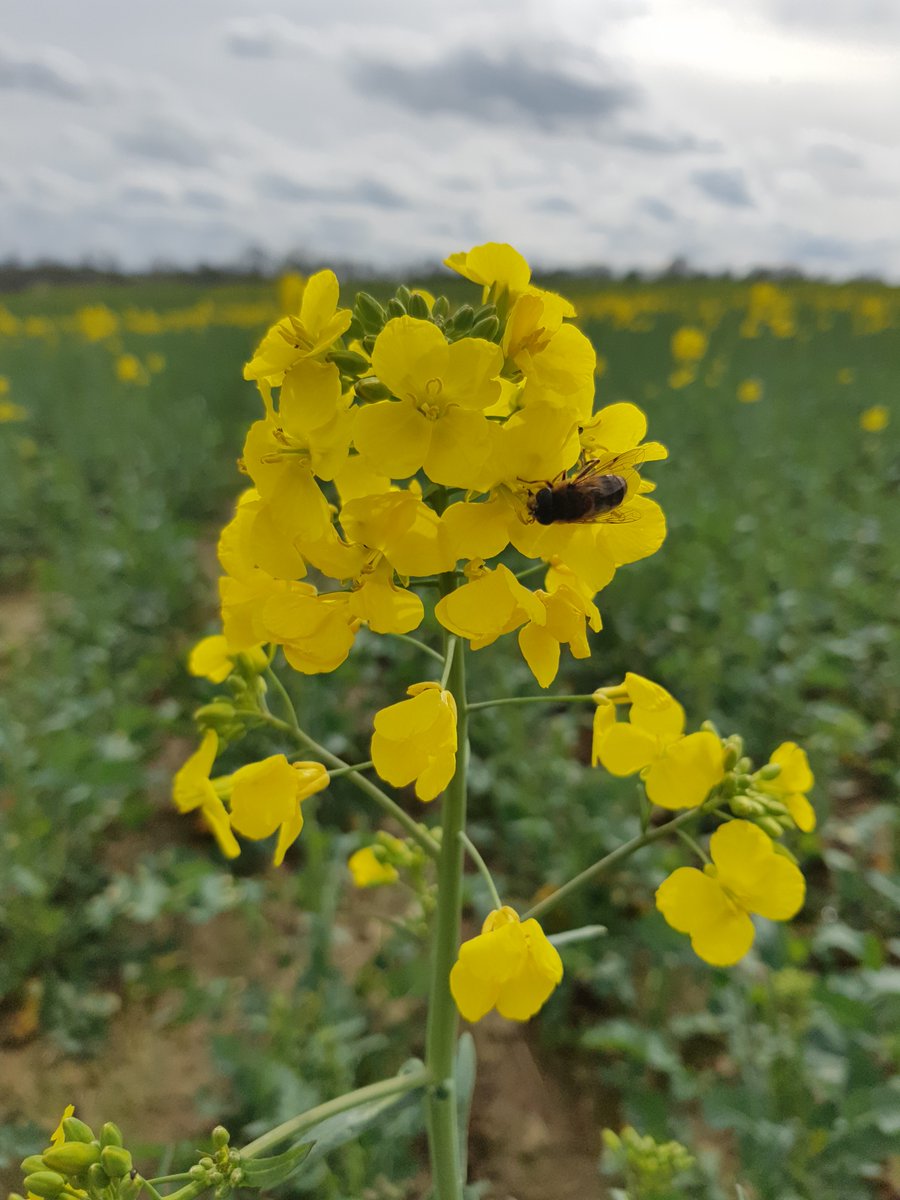 Dumesnil_FR's tweet photo. Petit détour dans notre #essaivariétal #colza à Saint Jean de Folleville (76) 🌥
De belles différences visibles selon les variétés✅

Chez DUMESNIL nous favorisons avec la #variété principale, l'association d'une variété à floraison très précoce

#normandie #agriculture
Suite⬇️ https://t.co/CyyZSTSTQZ