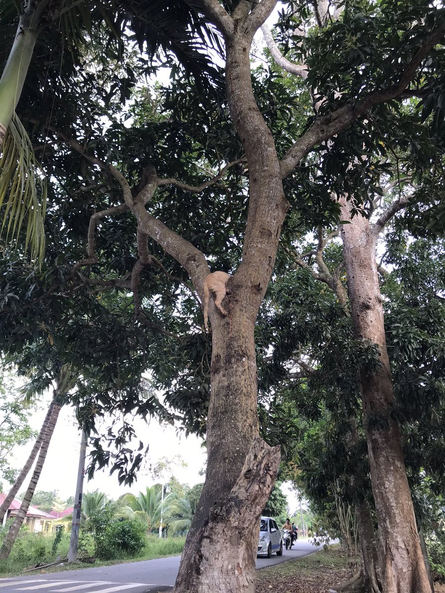 entahla aku taktahu aku bela kucing ke burung 😔