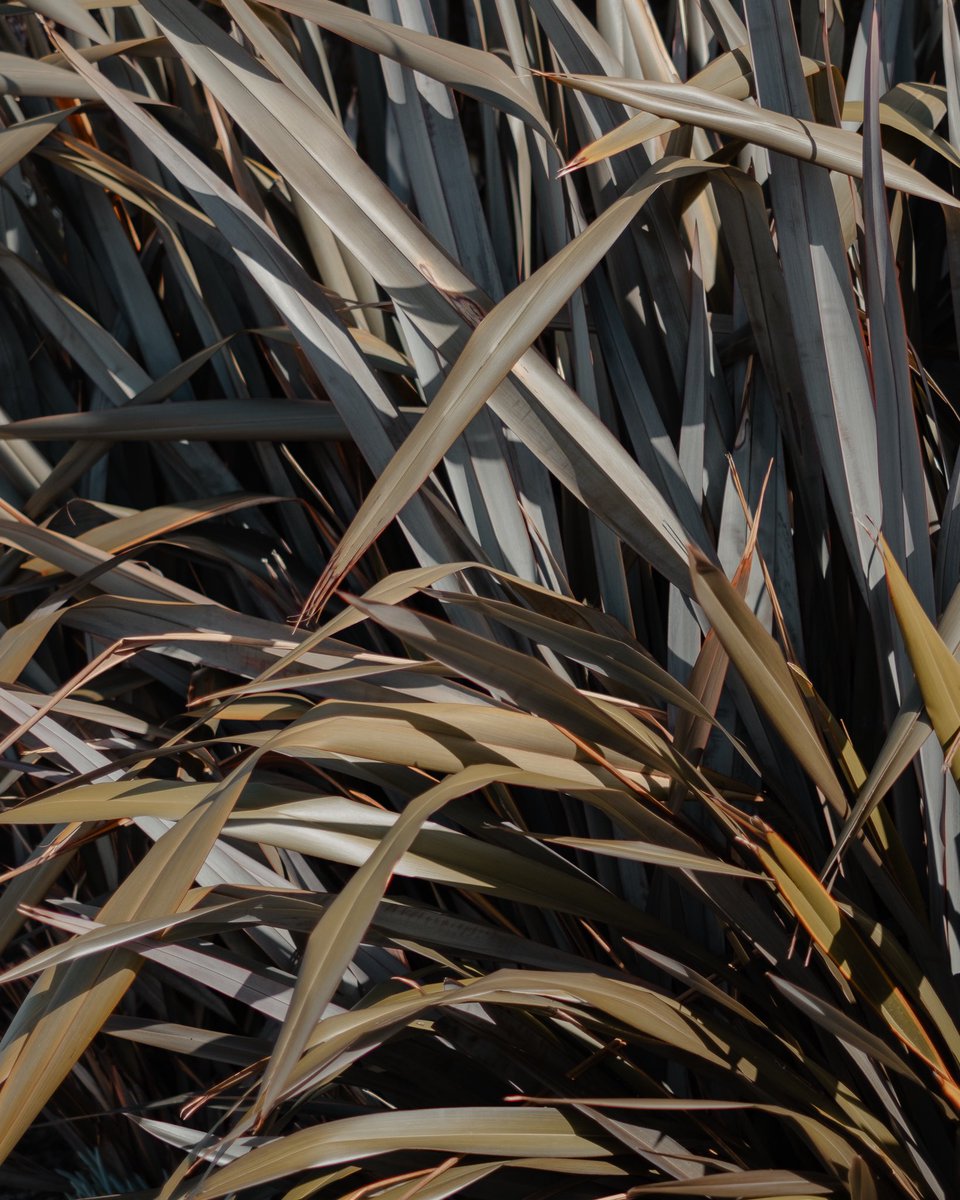 brahzito's tweet photo. Greens. #fujifilm #XT5 https://t.co/b9bx0unOuN