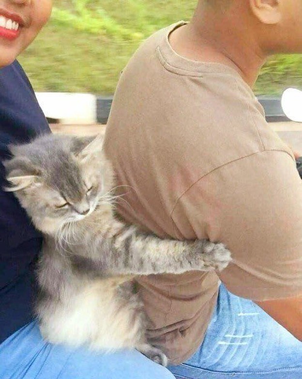 PunchingCat's tweet image. hold tight!