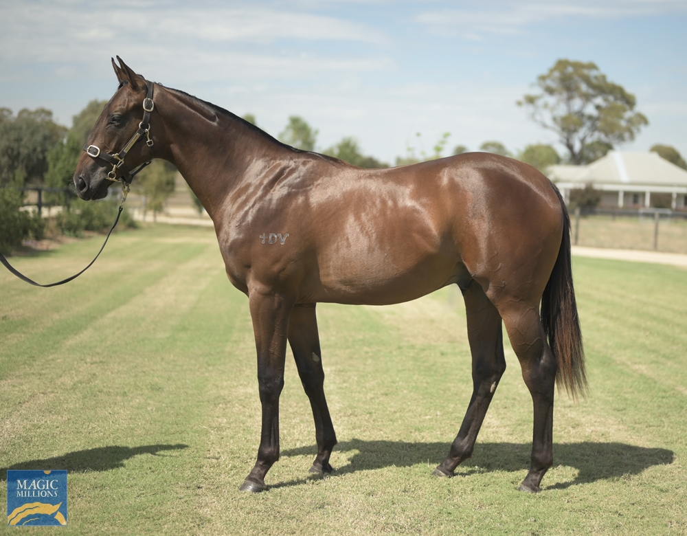 LOT 210 - @FreedmanRacing & @RocketDouglas strike big at the @mmsnippets Adelaide Sale, securing the colt by @CoolmoreAus' JUSTIFY from the draft of @RushtonPark for $300,000👏 The colt is closely related to Group 2 winner SHOPAHOLIC 🛍️