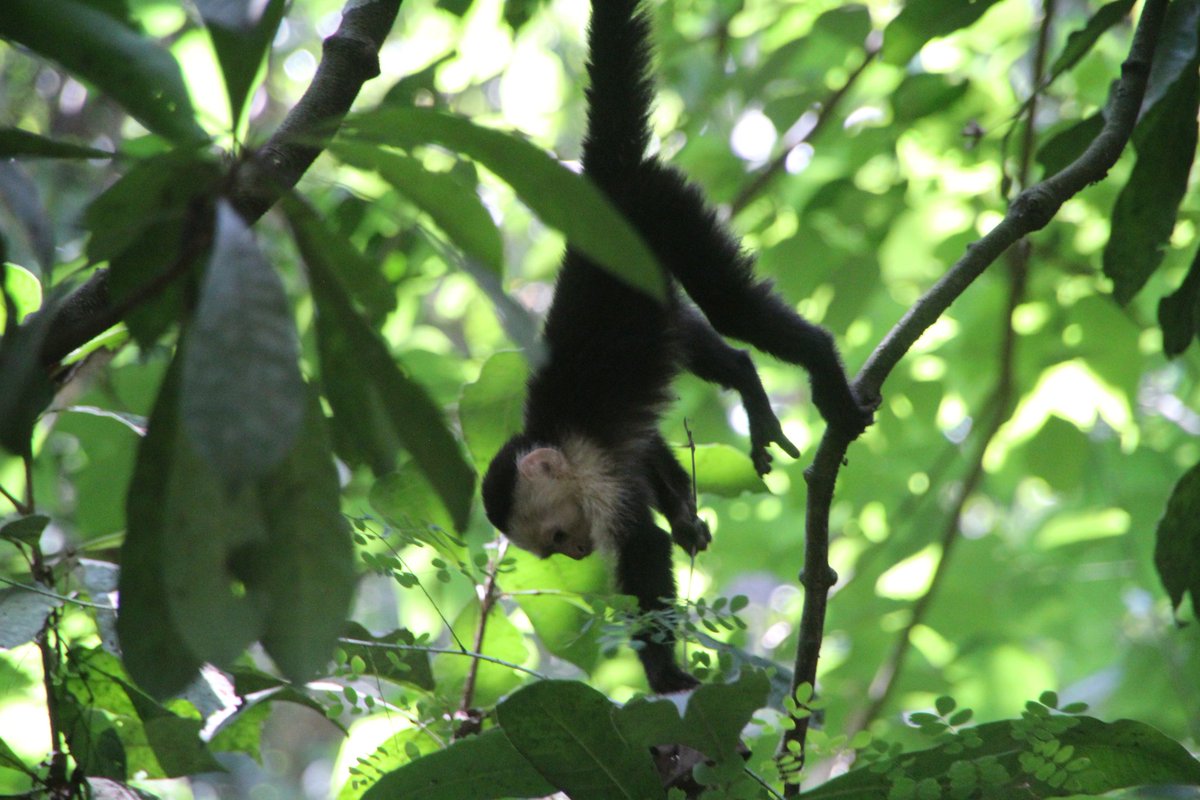 Took these at Carara National Park in Costa Rica a few days ago. On my mind ever since. What are they thinking? What are their lives like? How does it feel to be them? People living right next to us and yet in a different world. May as well be from Mars. So fascinating!