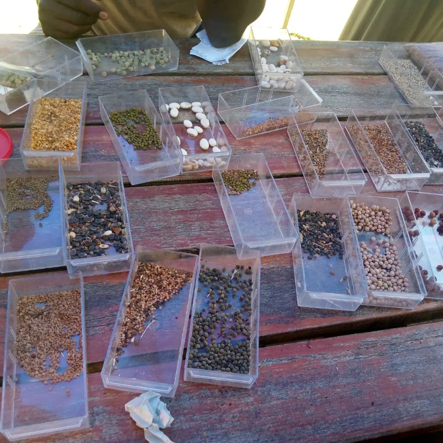 TreeKnowers's tweet image. Past Saturday's #SEED  Swap lived up to expectations, with many indigenous tree seeds exchanged, along with herbs and spices like chia seed, oregano ,bay leaves, and parsley

@mitimasango