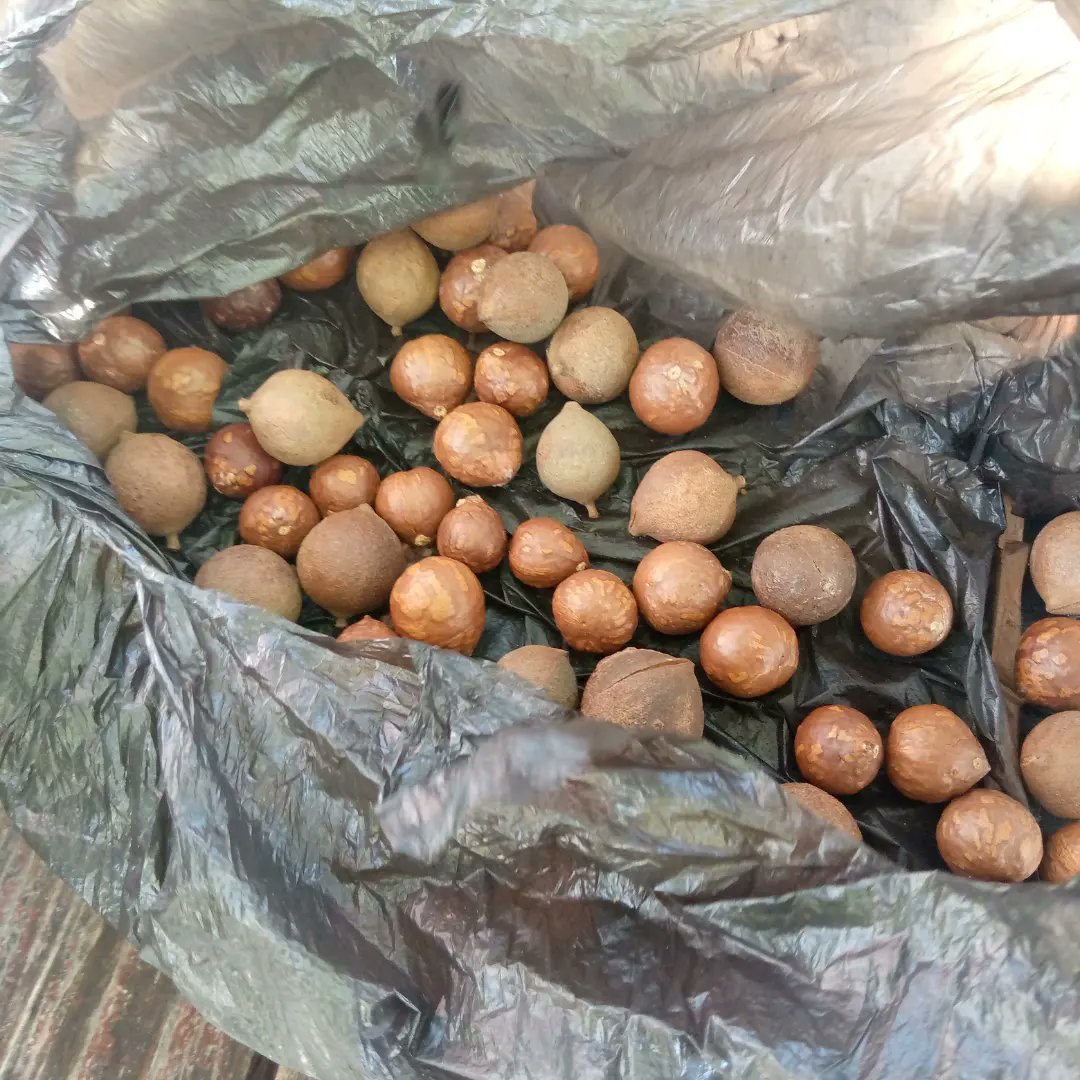 TreeKnowers's tweet image. Past Saturday's #SEED  Swap lived up to expectations, with many indigenous tree seeds exchanged, along with herbs and spices like chia seed, oregano ,bay leaves, and parsley

@mitimasango