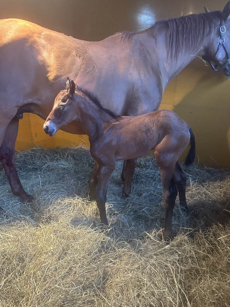 今朝ダーリングバード産まれましたぁ🐴
グレーターロンドンの男の子❣️
