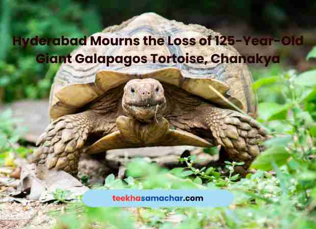 125-Year-Old Giant Tortoise Dead : Hyderabad Mourns the Loss Chanakya,Tortoise

#Hyderabad #GalapagosTortoise #NehruZoologicalPark #Chanakya #AnimalConservation #teekhasamachar