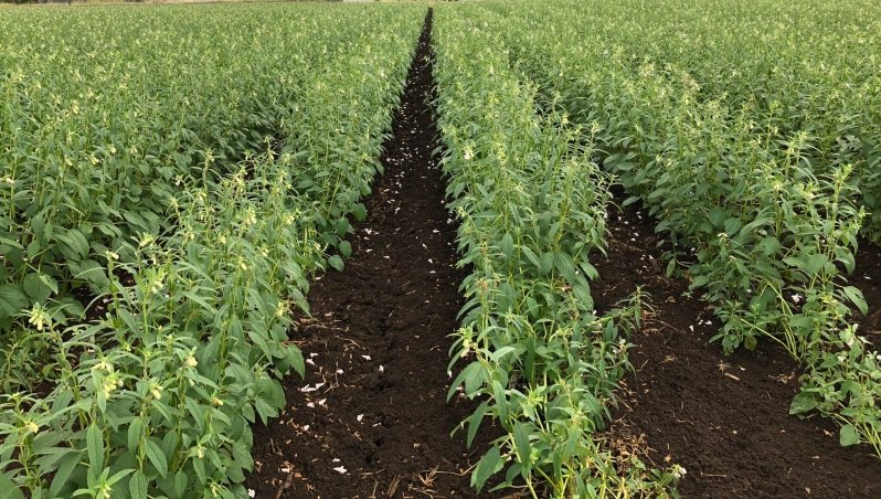 Mantchombe cooperative is looking for companies and organizations that buy sesame  (Chitowe) from farmers so that we can create business relations contract farming with them. We have 45.16 hectares of land, we can plant sesame and you will buy it from us.