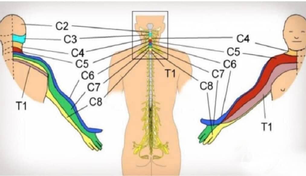 Өдрийн мэнд🤩🤗Мэдлэгт дусал нэмэр:              
ТАНЫ ГАР ХӨЛ БАДАЙРЧ МЭДЭЭ АЛДААД БАЙГАА ШАЛТГААН
📷 Хүний нуруунд 26 нугалам байдаг .Хүзүүний C1-C7 шохойлжилтод өртөмтгий, Сээр нурууны T1-T12 гулзайлт муруйлт бөгтөр үүсэх нь элбэг, Бүсэлхий нурууны L1-L5 суулт өгч Суудлын