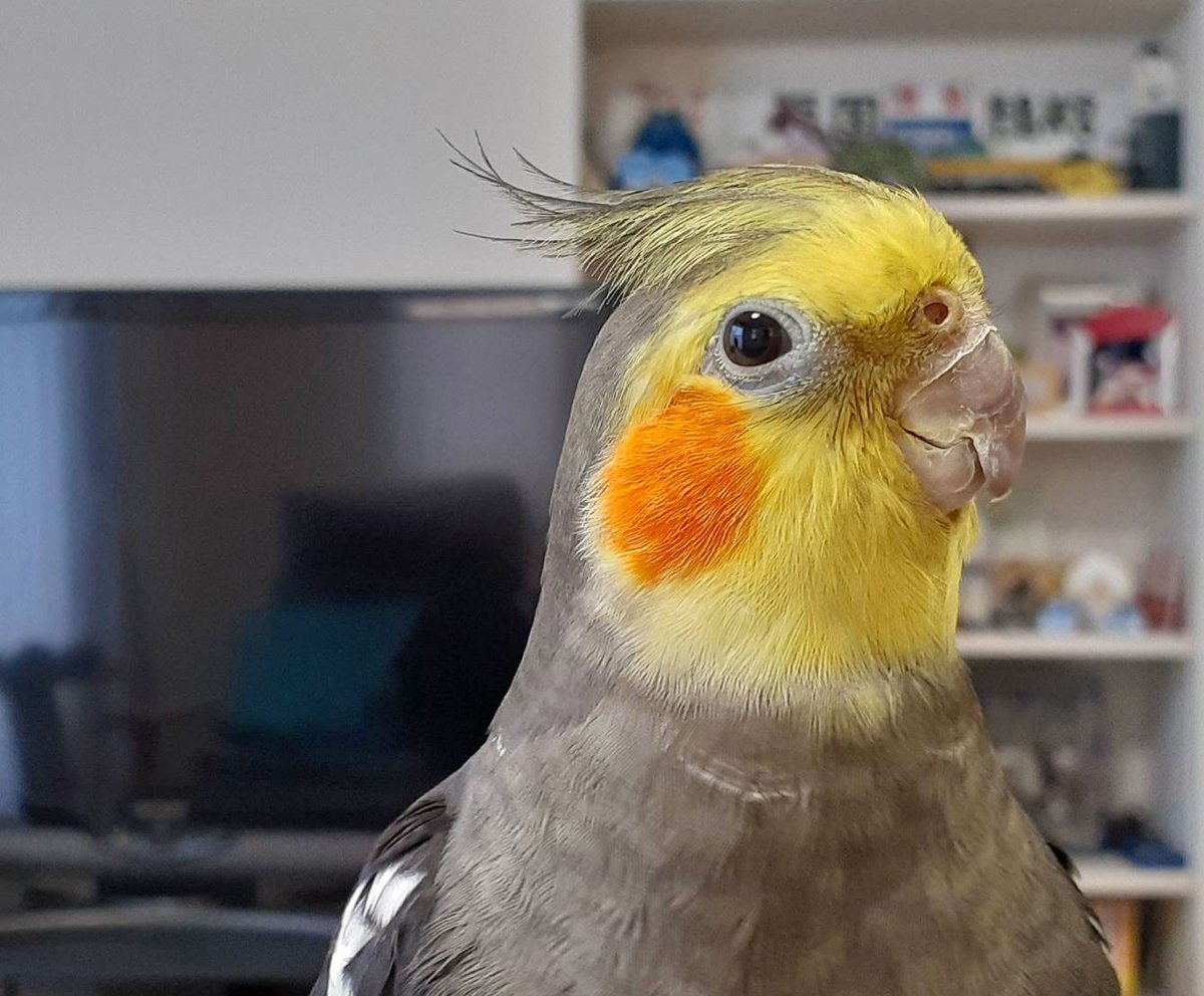 みんな、ボクにたくさん、えらいね、がんばったね！ありがとう！げんきになったり、ちょっとよくないなあ、のくりかえしになっちゃうんだけど、ボク、がんばってるよ！ボクとおんなじ、いまちりょうがんばってるみんな、いっしょにがんばろーね！ニンゲンのみんなも、がんばろー！