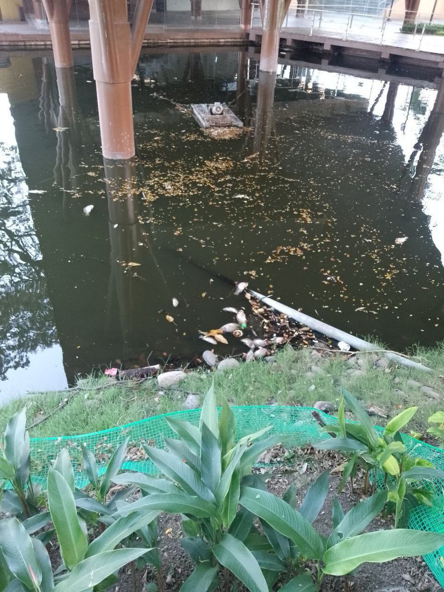 Alejandrito661's tweet photo. Desde q tenemos a la @RC5Oficial en las alcaldías las ciudades valen M. Pobre Malecón 2.000 ya ni los turistas vienen por la pestilencia que hay en las aguas o piscinas de los peces que pena como se destruyen las ciudades y sus lugares turísticos @alcaldiagye y que decir de Quito https://t.co/j0H9MxbXNc
