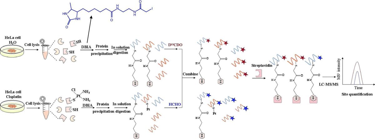 Associate Prof. Zhifeng Du's team at Huazhong University of Science and Technology teams up with Chomix for a groundbreaking study on cisplatin's protein targets using chemical proteomics. Deepening our understanding of anticancer mechanisms. #CancerResearch #Proteomics 🧪🔬👩‍🔬