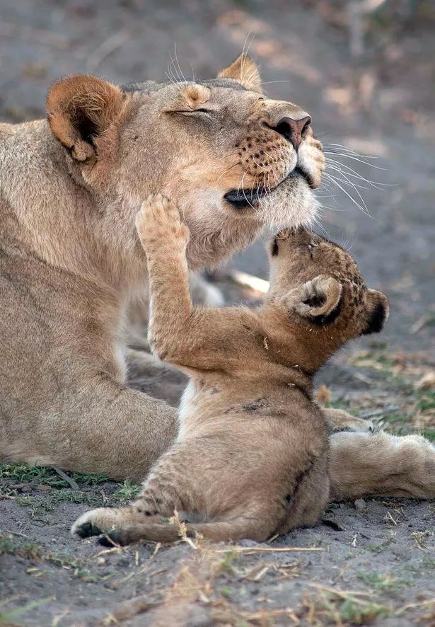 marie_nassar's tweet image. Good morning X-Friends…🌷☕️
Have a happy Monday and a beautiful new week🏡🌳🦁🦁🧡

#MondayMorning 🌷 #CoffeeTime ☕️ #HappyNewWeek 🌳 #AnimalLovers 🩷 #StayPositive 🧡 #PeaceAndLove 🕊️