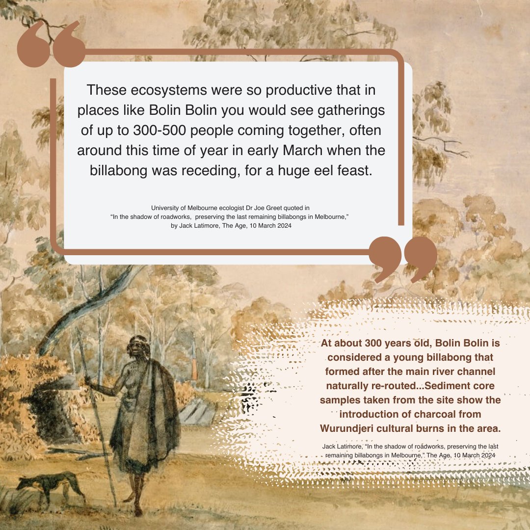 Protecting and restoring waterways is important to us all. Learn about the important work by the Wurundjeri Narrap ranger team or read the full story at:

theage.com.au/national/victo…

#yoorrook #birrarung #waterways #billabong #humanrights #indigenous #firstpeoples #environment