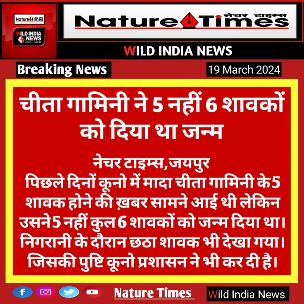 #Jaipur #NatureTimes #WildIndiaNews #Kuno 
चीता गामिनी ने 5 नहीं 6 शावकों को दिया था जन्म
<a href="/moefcc/">MoEF&CC</a> <a href="/ntca_india/">National Tiger Conservation Authority</a> <a href="/byadavbjp/">Bhupender Yadav</a> <a href="/KunoNationalPrk/">Kuno National Park</a> <a href="/wii_india/">Wildlife Institute of India</a> <a href="/minforestmp/">Department of Forest, MP</a> <a href="/JansamparkMP/">Jansampark MP</a> <a href="/PIB_India/">PIB India</a> <a href="/AnilRodgers/">Anil Rodgers</a> <a href="/SumitJuneja17/">Sumit Juneja</a>