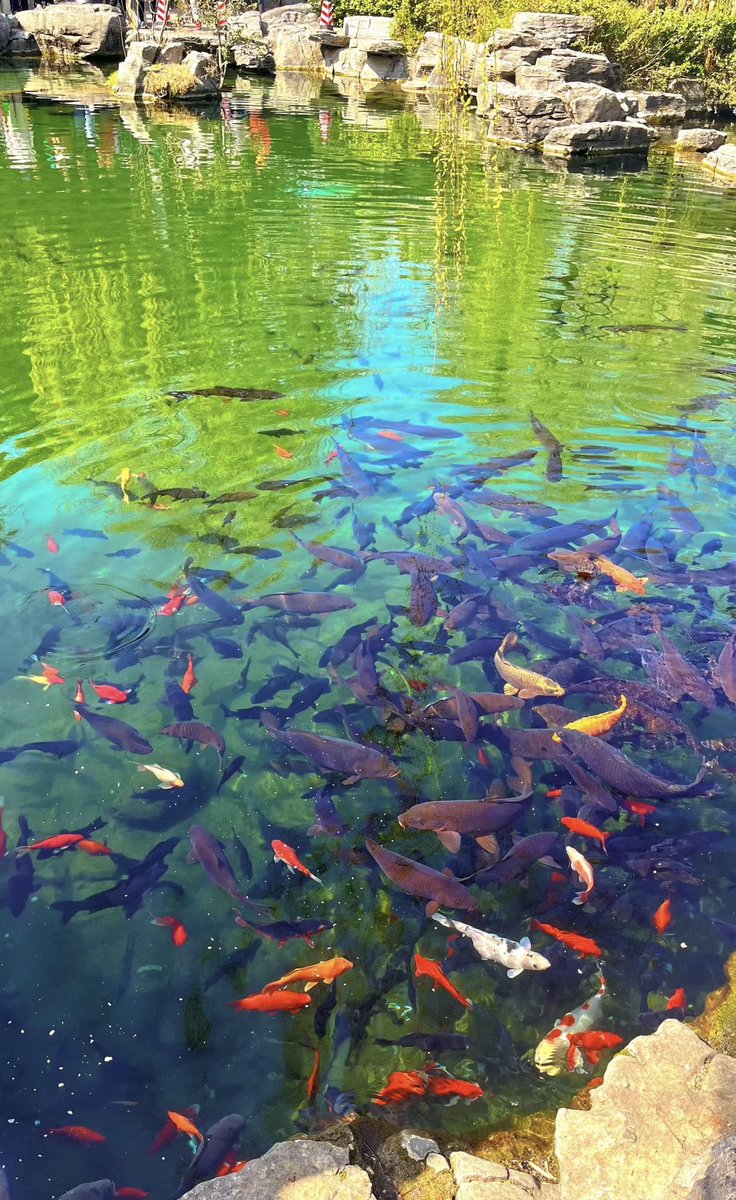 Faye1Cherry's tweet photo. 一池泉水，半池鱼～美了美了(つ°ω°)つ🐟 https://t.co/qx4Ugr2u0h
