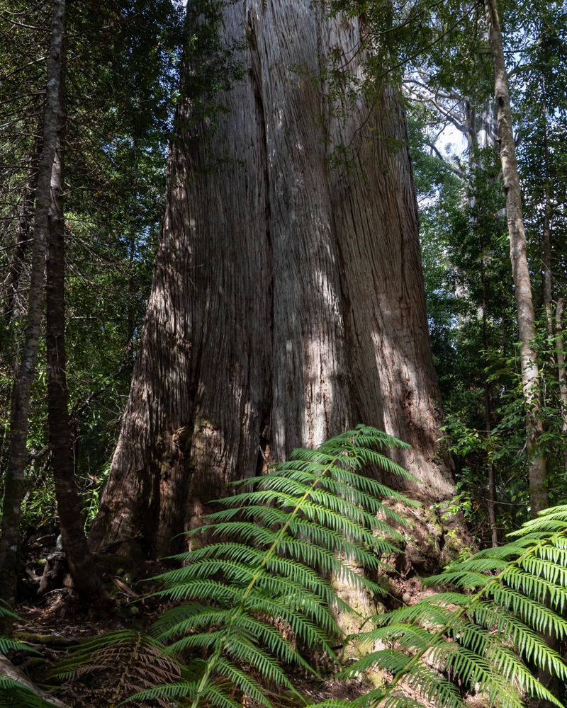 DWPhotos's tweet photo. Somewhere in a forest in southern Tasmania... 
https://t.co/V8s2LcPXA7 https://t.co/lU3ZSr4rYD