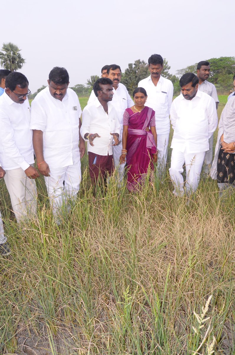 BRSparty's tweet photo. రైతుల ఉసురు కాంగ్రెస్ కు తగులుతుంది
- మాజీ మంత్రి, ఎమ్మెల్యే @jagadishBRS 

🔹కాంగ్రెస్ వచ్చిన మూడు నెలల్లోనే రైతులు పంటలు తగలపెట్టుకునే దీన స్థితి

🔹నీళ్లు లేక ఎండిపోతున్న పంటలు, వేల ఎకరాల్లో పంట నష్టం  

🔹ఎండిపోయిన వరి రైతులకు ఎకరాకు రూ. 50 వేలు, మిరప రైతులకు రూ. 80 వేలు నష్ట పరిహారం ఇవ్వాలి 

🔹గత కేసీఆర్ పాలనలో 10 సంవత్సరాల్లో ప్రతి ఎకరాకు నీళ్లు ఇచ్చాం 

🔹కక్ష పూరితంగా ప్రాజెక్టుల నుండి రైతులకు నీళ్లు వదలని కాంగ్రెస్ ప్రభుత్వం 

🔹సూర్యాపేట నియోజకవర్గ పరిధిలోని పలు గ్రామాల్లో ఎండిపోయిన వరి, మిరప తోటలను రైతులతో కలిసి పరిశీలించిన మాజీ మంత్రి, ఎమ్మెల్యే జగదీష్ రెడ్డి