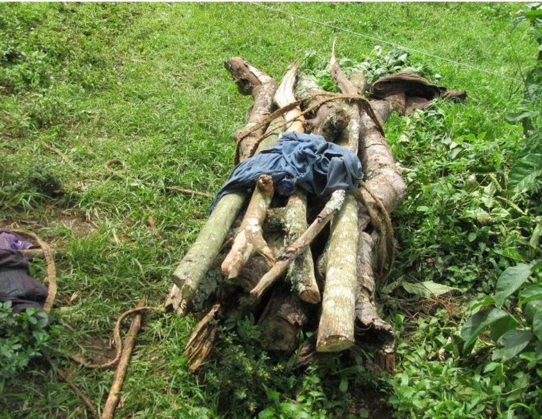 Joint patrol by @KWSKenya & MKT Rangers leads to seizure of illegal firewood in Mount Kenya Forest. Protecting our precious ecosystem is a top priority. Let's all work together to preserve #MountKenya's natural beauty! 🌲🌍

#IllegalLogging #StopLogging #MKTOperations #MKTRangers