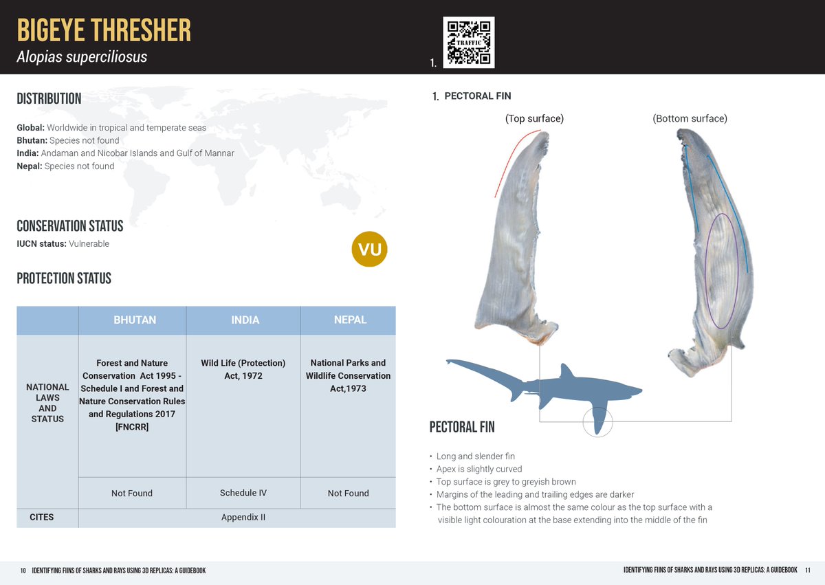 Our recently released #shark Factsheet highlights the need to enhance enforcement officials' capacity to identify dried & unprocessed fins to curb its illicit trade. To help @TRAFFIC_WLTrade & @WWFINDIA have published a SHARK FIN ID GUIDE available at wwfindia.org/about_wwf/enab…