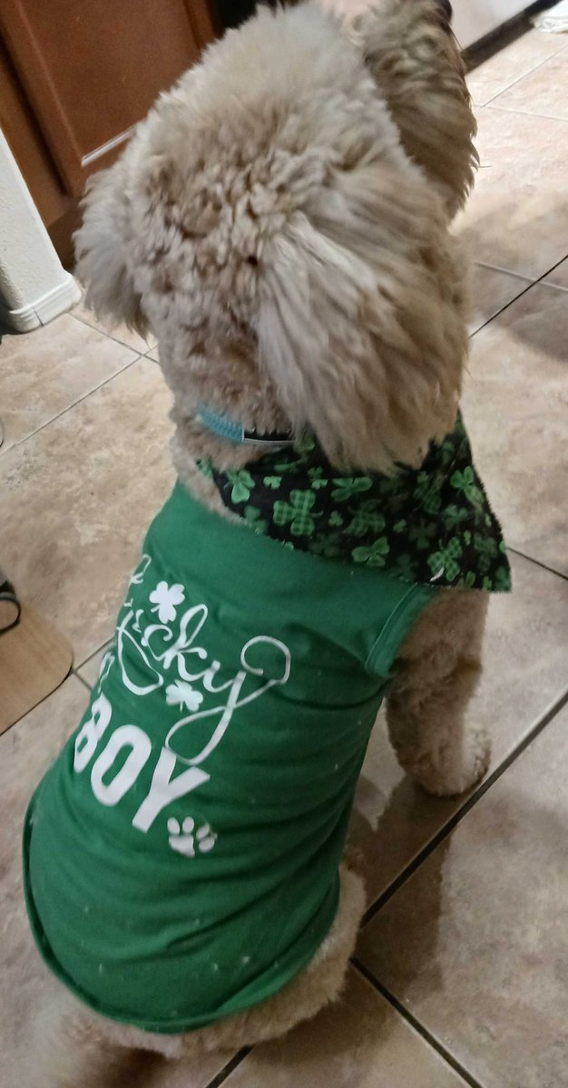 Top O' The Doodle Evening To You! When This Doodle's Eyes Are Smiling🎵🎶...DJ Wishes Everyone A Very #HappyStPatricksDay!!☘️💚🍀💚☘️💚🍀💚☘️#DJLuckyBoy #HappyStPattysDay #StPatricksDay #LuckOfTheIrish #dogs #puppy #pets #cute #brands #startup #investing #food #expowest #cpg