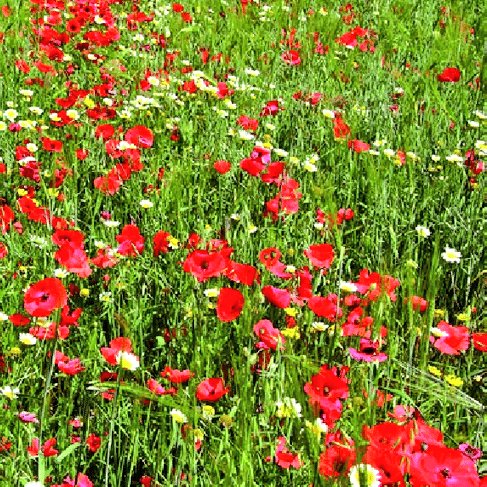 caledelspagesos's tweet photo. Dimecres 20 de març: comença la Primavera a les 4 h 6 m. https://t.co/B4Sj6kmclj