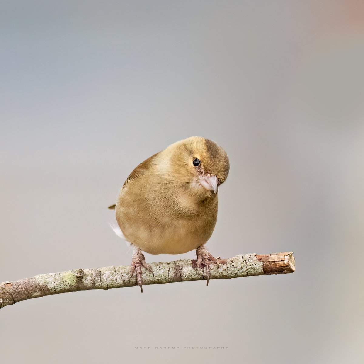'Yes, of course I know I'm cute.' Female Chaffinch.
#TwitterNaturePhotography #TwitterNatureCommunity #NaturePhotograhpy #scottishborders #birdwatching #BirdGang #rspb #btobirds