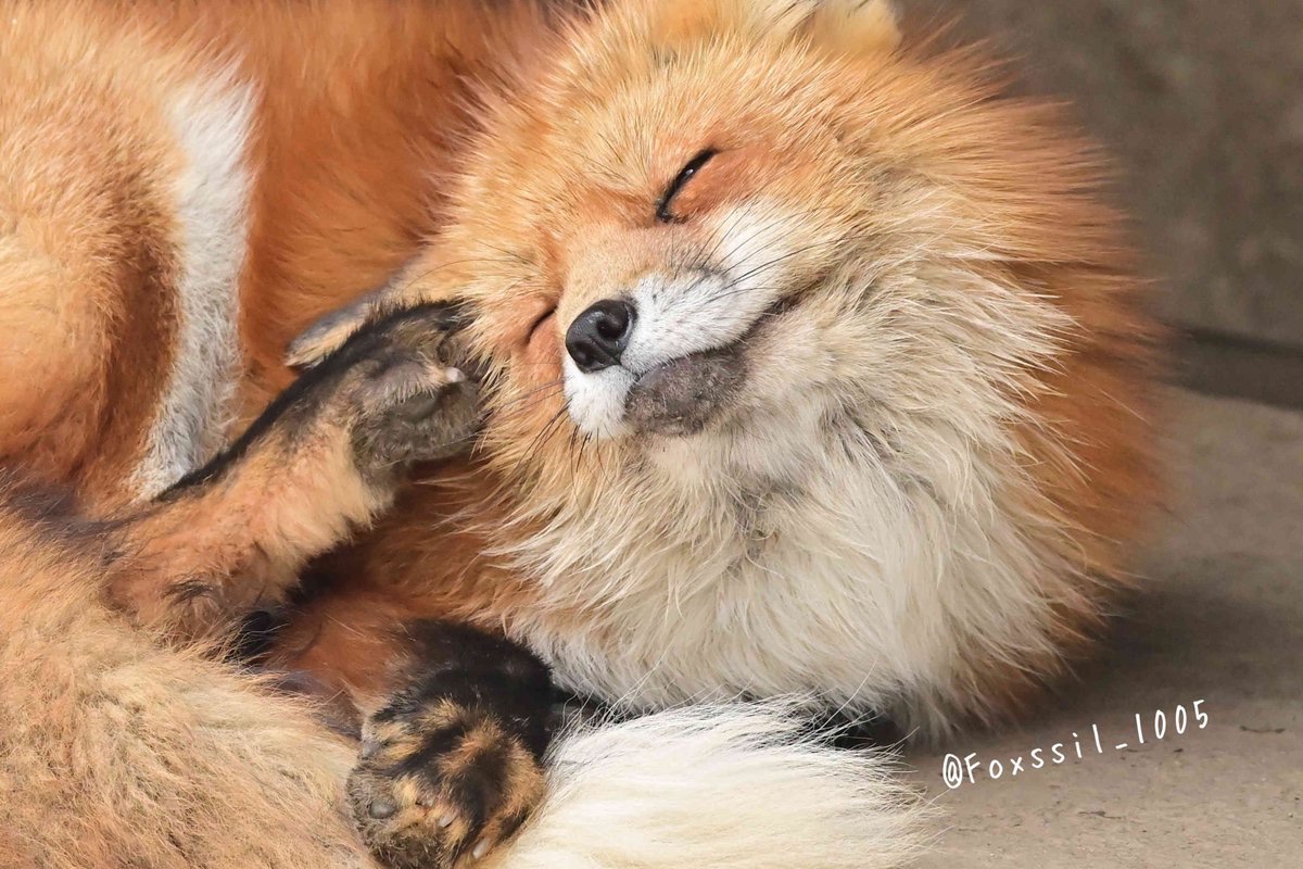 Foxssil(フォクシル) tweet media