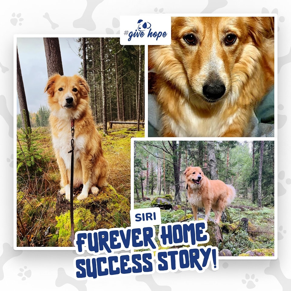 We just love seeing our ROLDA dogs enjoying their new lives, filled with love and happiness!
“Siri in the woods earlier today.”
-Siri was adopted by Helena in Sweden
❤️ ❤️ ❤️ 

#savelives #givehope #rescuedogs #adoptionislove #adoptionawareness #happiness #foreverhome