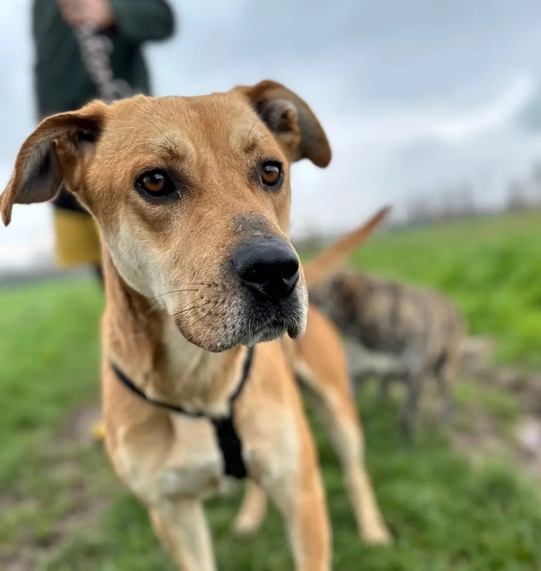 Ciro, abbandonato senza pieta dalla sua famiglia, ORA SI TROVA A MILANO IN CERCA DI AMORE.

Ciro è un mix molossino di circa 2 anni, socievole con altri cani e con le persone.  Pesa circa 30 kg.
Sa andare al guinzaglio, in auto e conosce la vita di casa.
Info 
3277570476