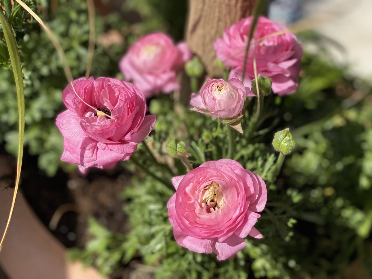 #Ranunculus asiaticus #Francesilla