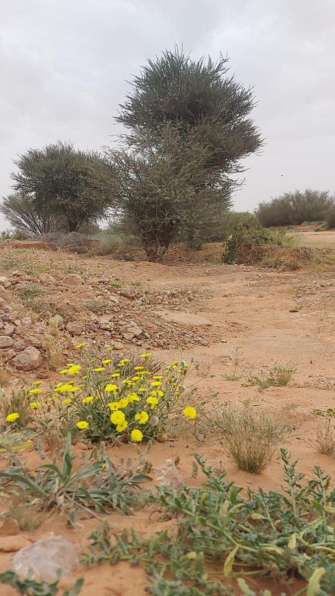 كلنا  على موائد الصحراء ضيوف
اذهب اليها لتكسر روائحها ضلع احزانك هذا المنظر الذي لا نبقى فيه على هيئتنا السابقة
نعود لأوليات الأشياء وتتناسل سلاماتنا وراحاتنا في الروح
تصويري صباح الاثنين  (شقراء)
#صباح_الخير_والسعاده_للجميع