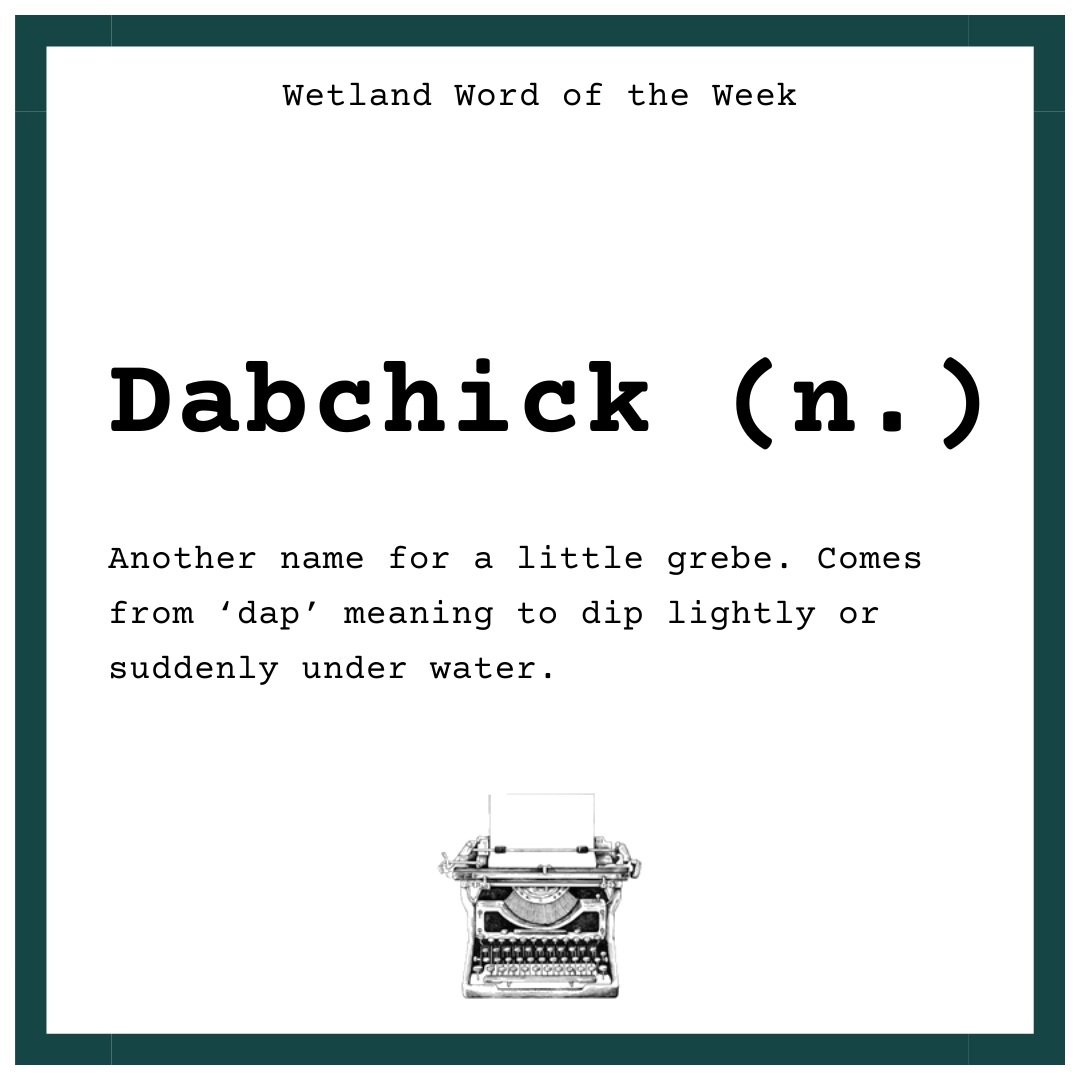 Wetland Word of the Week 💙

DABCHICK is another name for little grebe. It's name comes from the word 'dap' which means to dip lightly or suddenly under water. Do you have a favourite dabchick fact? 

#WetlandWordOfTheWeek #WordsForWetlands