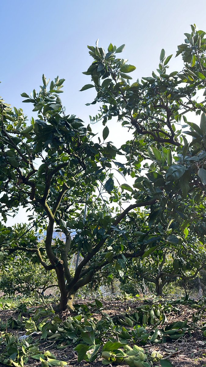 startfromzero23's tweet image. 絶賛剪定中です！🍊

#農家
#みかん