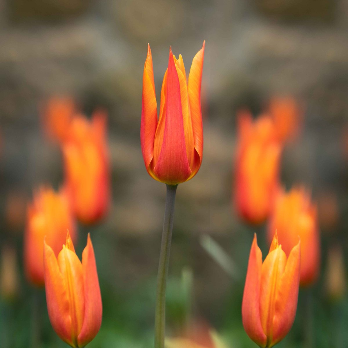 The excitement of spring is palpable, as nature bursts forth in a vibrant display of new life and possibilities.

#spring #flowerstagram #springvibes #springcolors
#landscaping #gardeninspiration #gardens #gardenlife