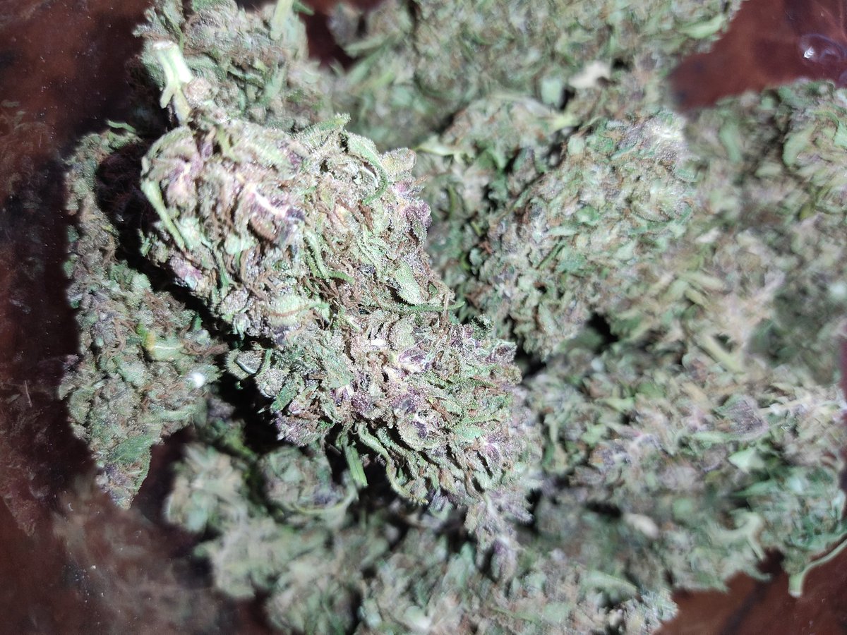 viewkim's tweet image. ขีดสามพันม่วง คิง หลุยส์ กราเซีย ค่าย grower choice กรัม 30 ทักมาเลยงานปลูกเองส่งฟรีทั่วไทย ทักได้เลยครับ
 line viewson5x
#กัญชา #กัญชาเชียงใหม่ #Saveเดลี่ #ณเดชน์ญาญ่า #กัญชาออแกนิค #กัญชานอก  #กัญชาลำปาง #กัญชากรุงเทพ #Saveเดลี่ #bbtvi #gentlewoman #บิ๊กโจ๊ก #รีวิวเซราวี