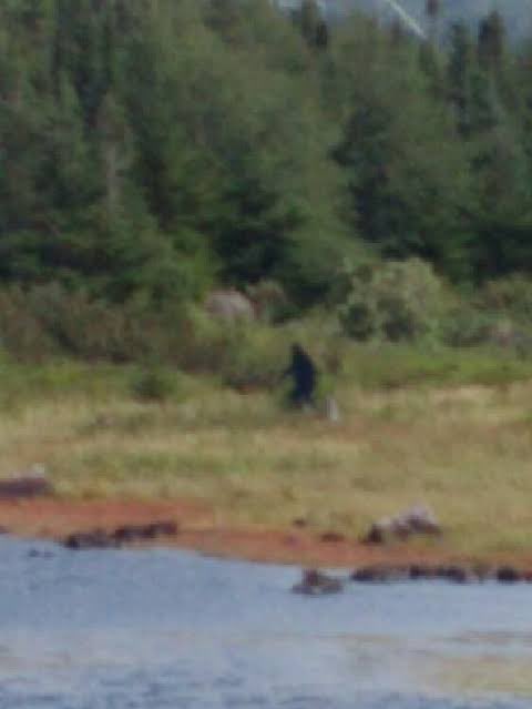 Peter_Biro's tweet photo. Breaking: Kate spotted in the forests near Windsor https://t.co/ESo8ocVbnq