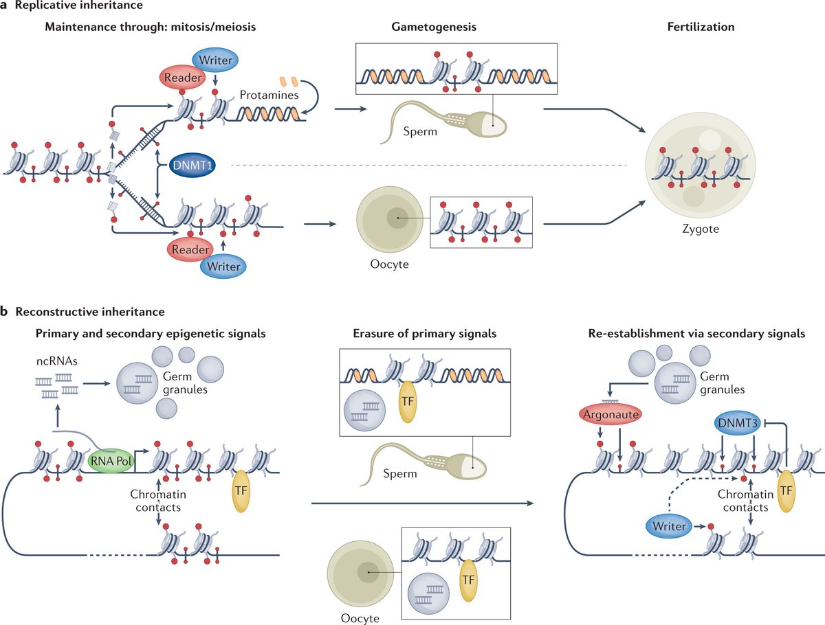 NatureRevGenet's tweet photo. Molecular mechanisms of transgenerational epigenetic inheritance https://t.co/2vV66AGP8p #Review by Maximilian H. Fitz-James &amp; Giacomo Cavalli @CNRS @umontpellier @IGH_MTP 
Free to read here: https://t.co/gyj8ONuI8L https://t.co/89VaHU2MQP