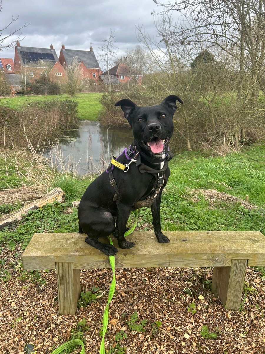 Our Boy BATMAN fully loving an offsite adventure with his rehab trainer Charlotte! 💛 #DogsTrust #Offsite #Adventure
