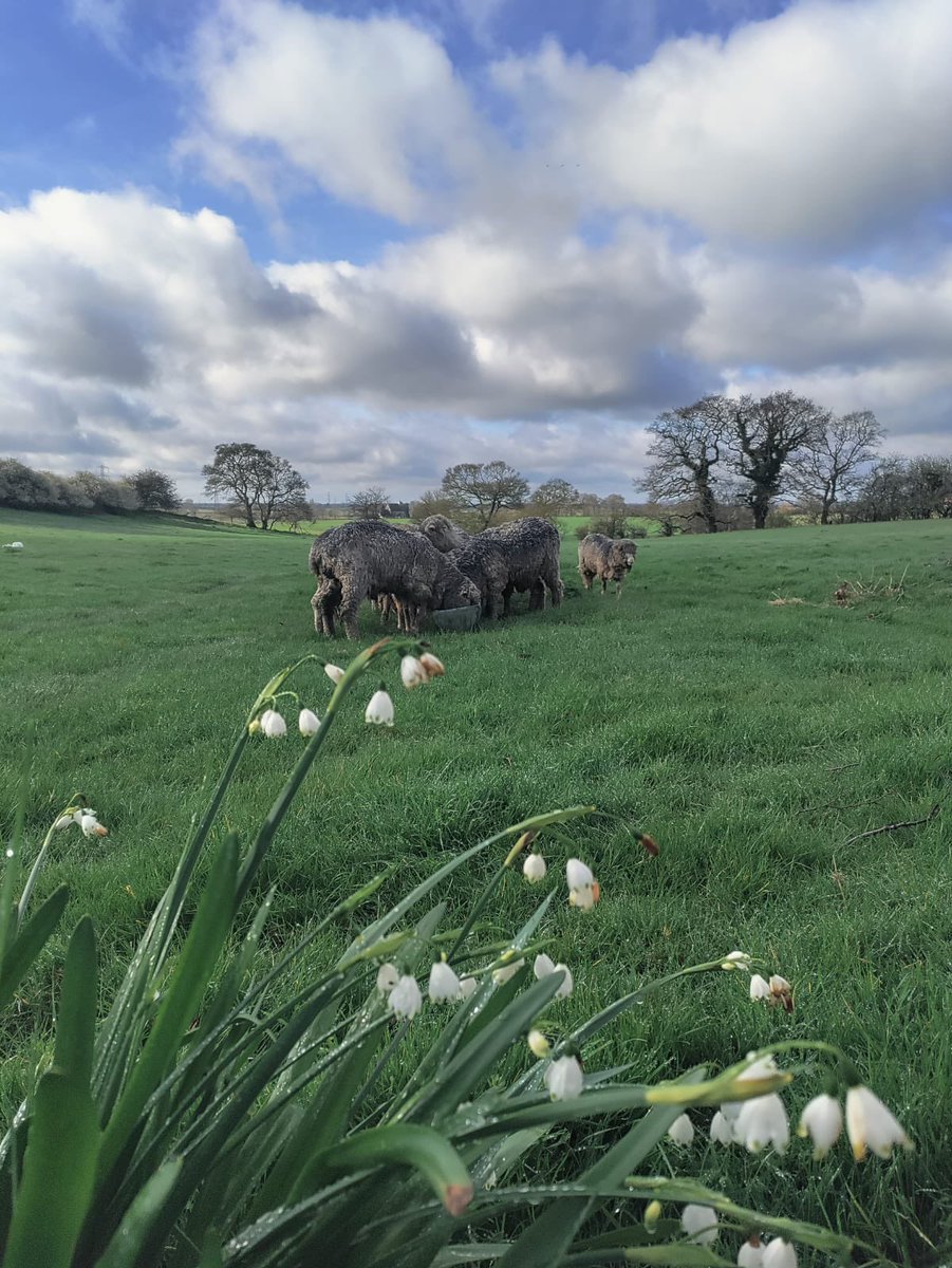 Romney Marsh Wools tweet media