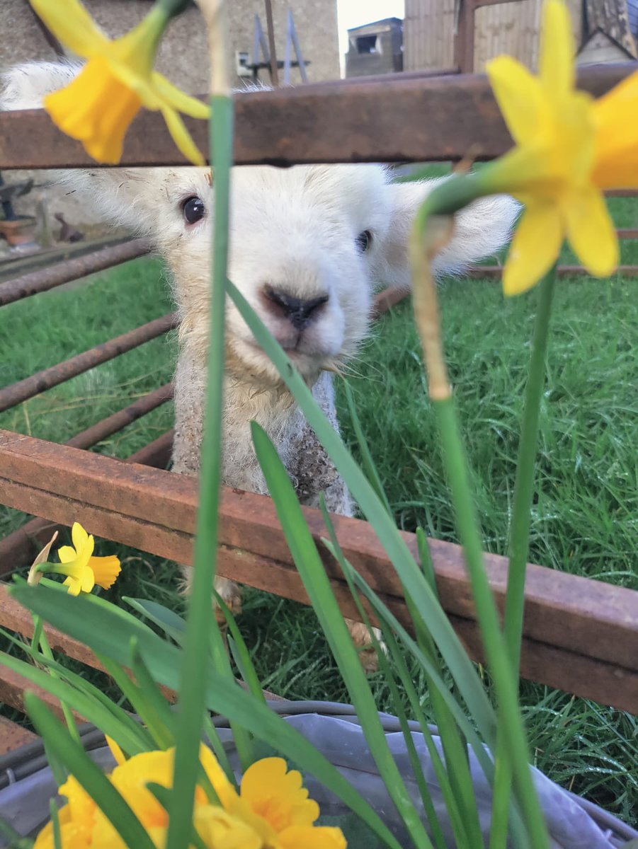 Romney Marsh Wools tweet media